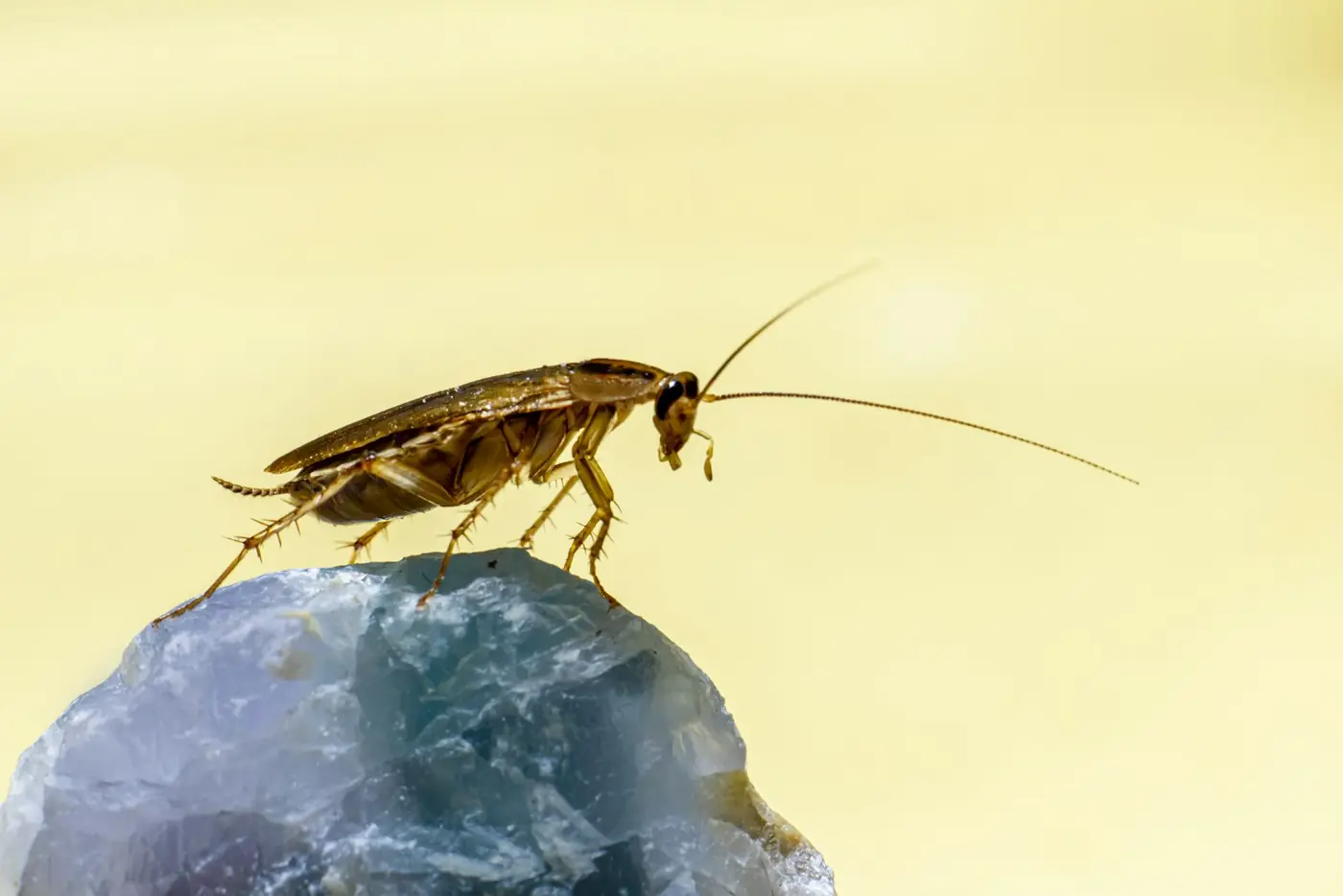 Blatte germanique ou orientale : comment les reconnaître ?