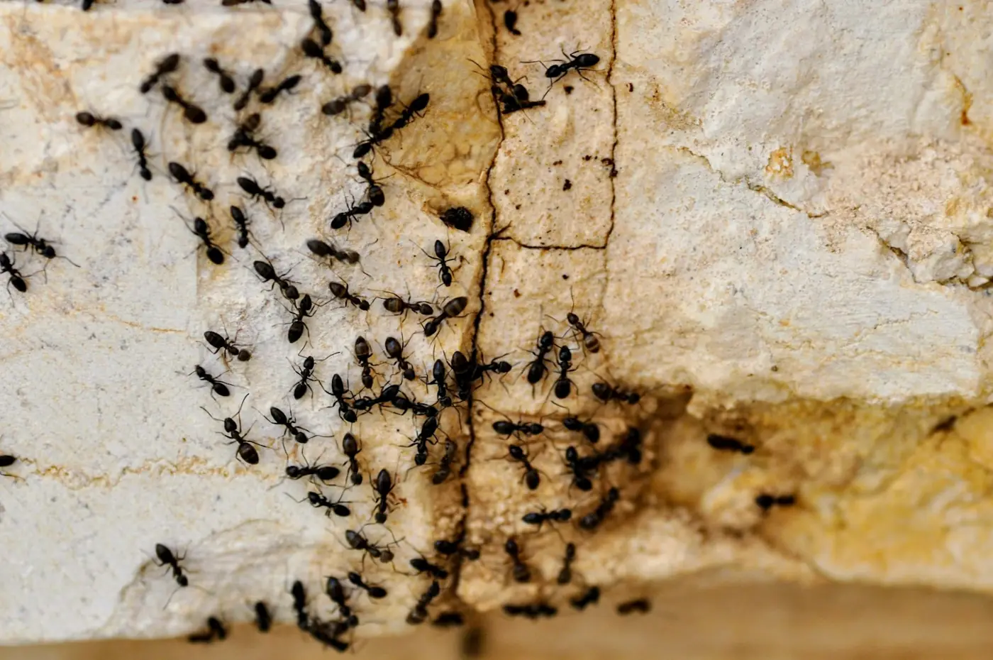 Fourmis dans la maison : pourquoi elles reviennent chaque printemps