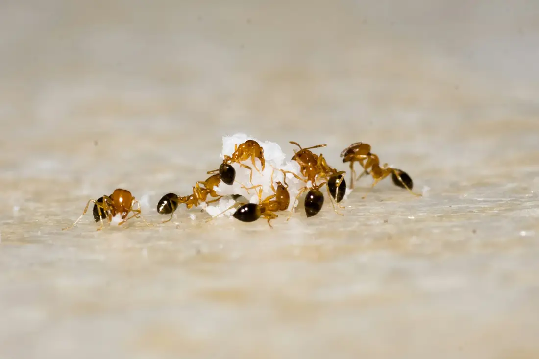 Fourmis rassemblées autour de grains de sucre