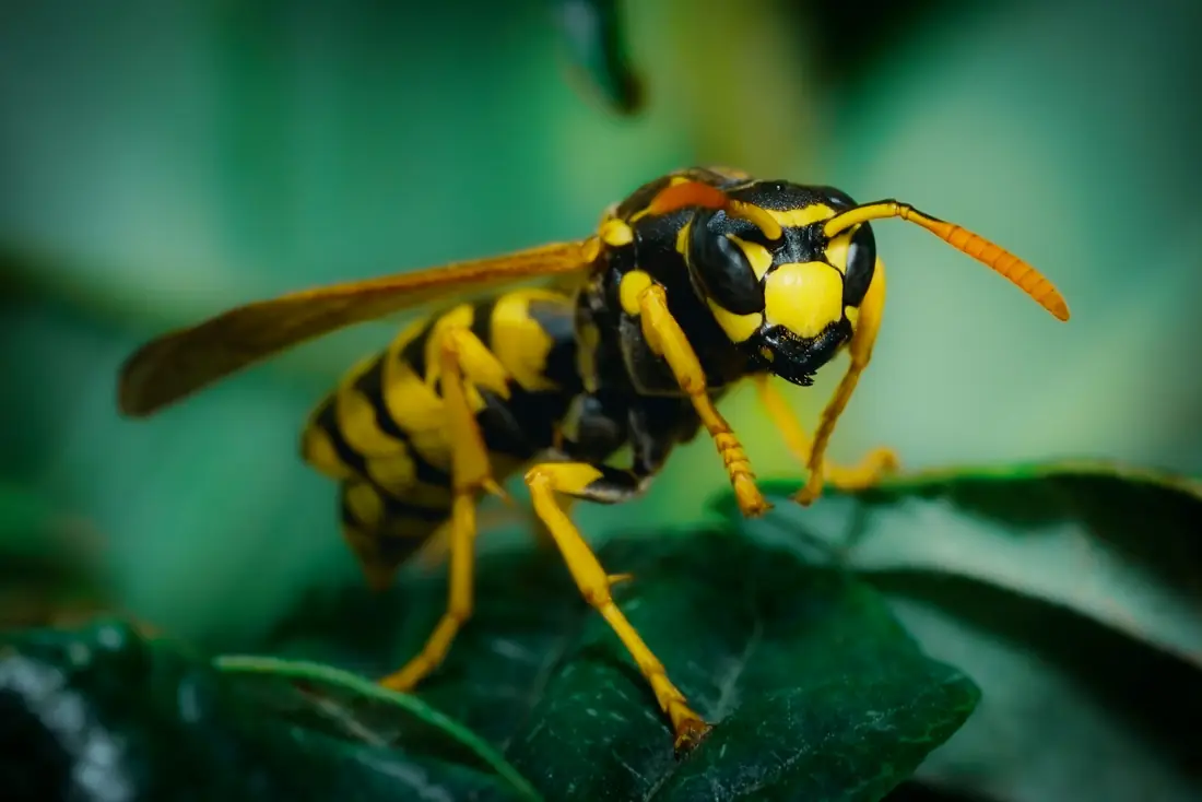 Guêpe jaune et noire en gros plan sur une feuille