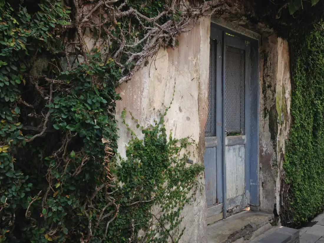 Vieille maison aux murs de pierre envahis par la végétation