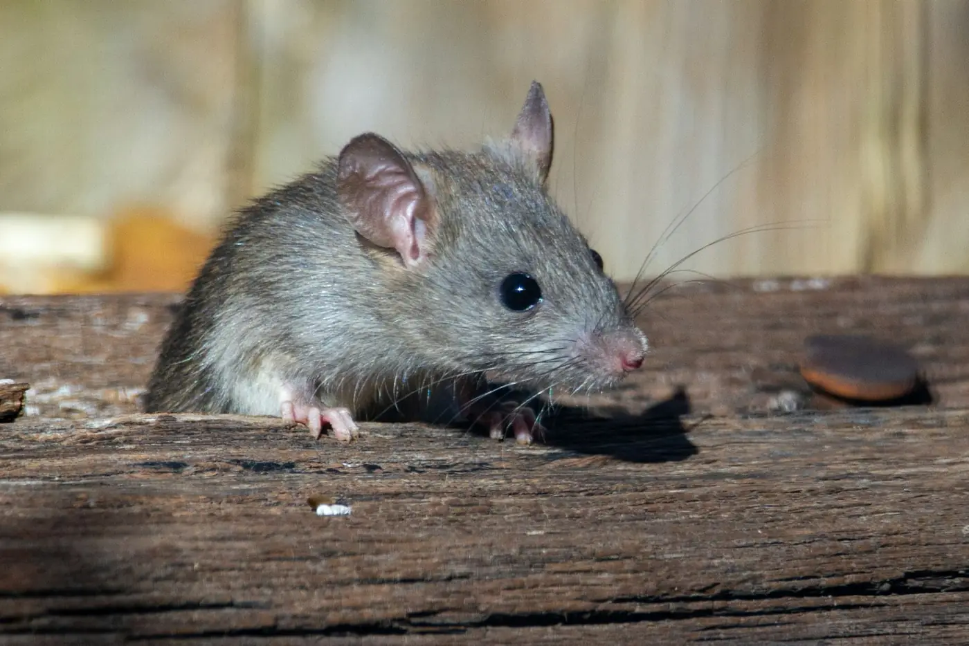 Rats dans les murs : 7 signes qui ne trompent pas