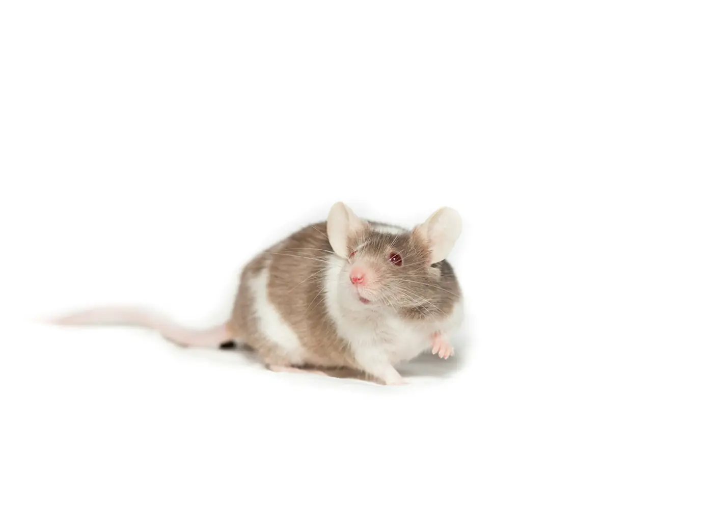 Souris en appartement : par où entrent-elles et comment les bloquer ?
