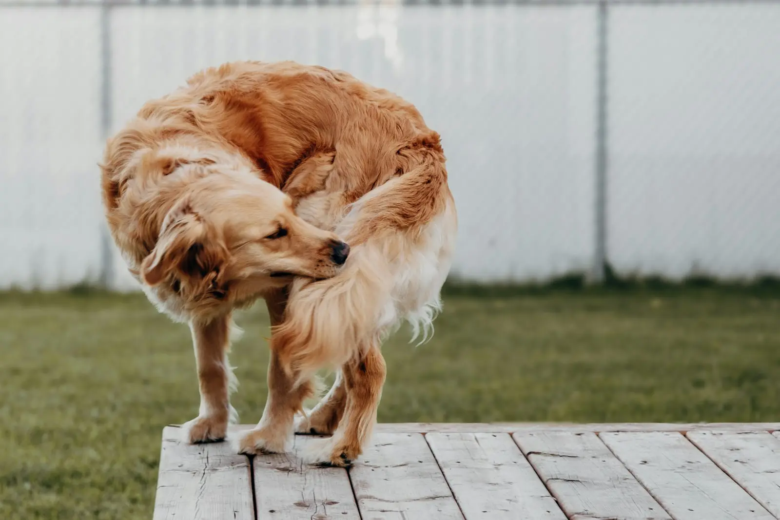Chien se grattant à cause des puces