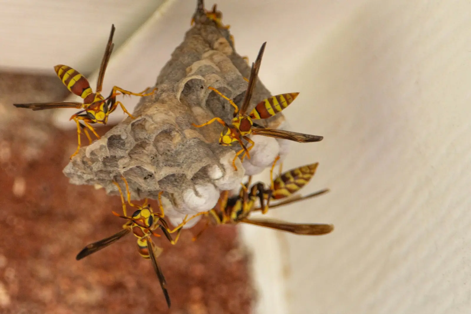 Guêpes sur leur nid