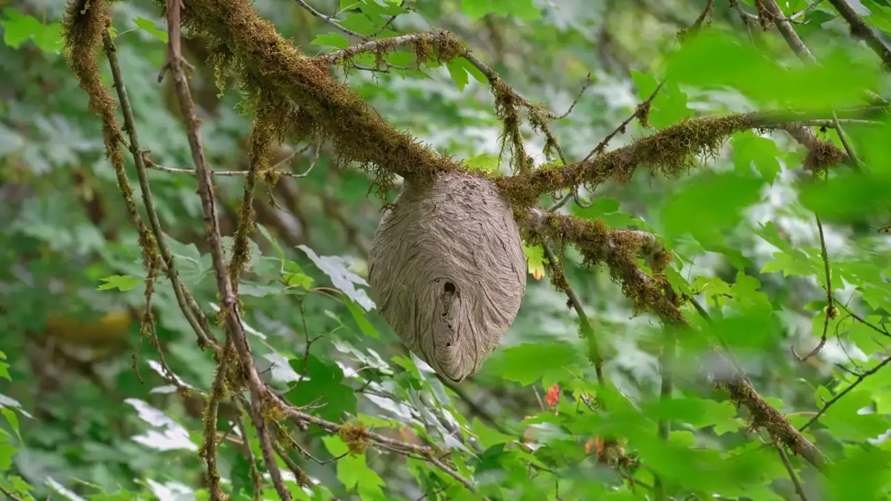 Nid de frelons asiatiques suspendu dans un arbre