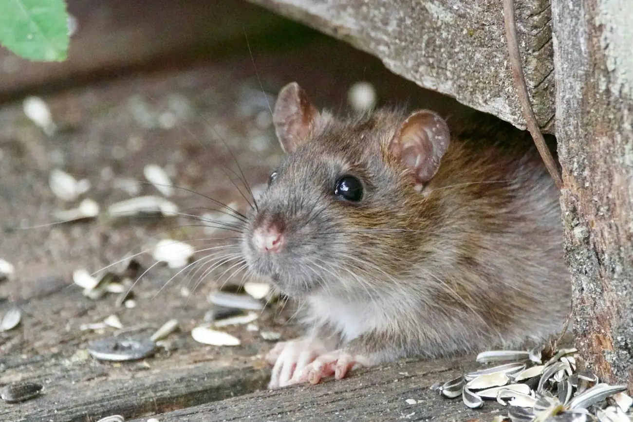 Rat surmulot sortant d’un abri au sol