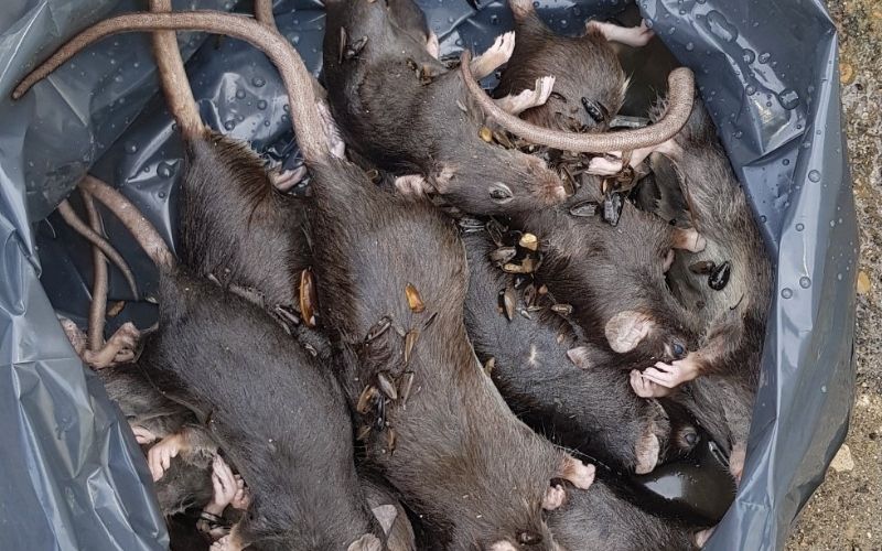 Dératisation rats à Créteil