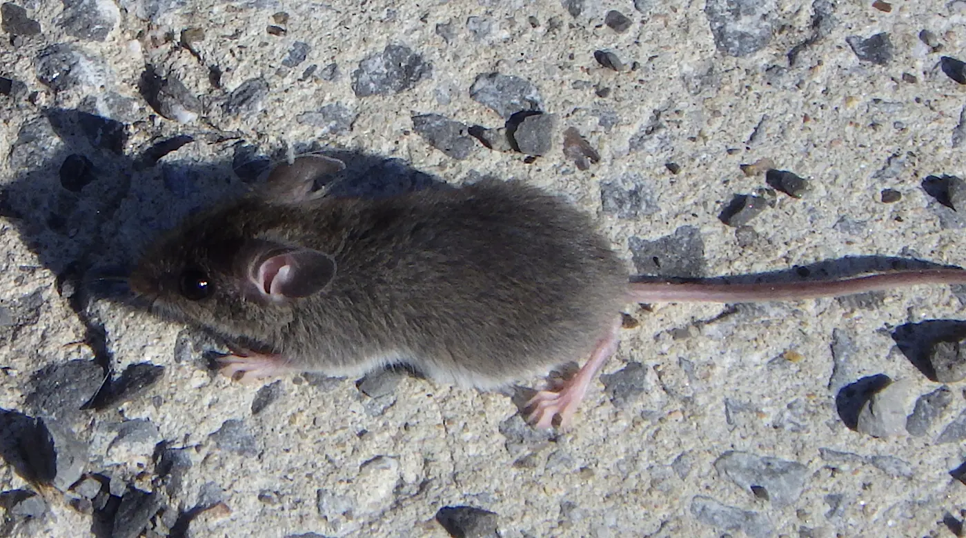 Souris