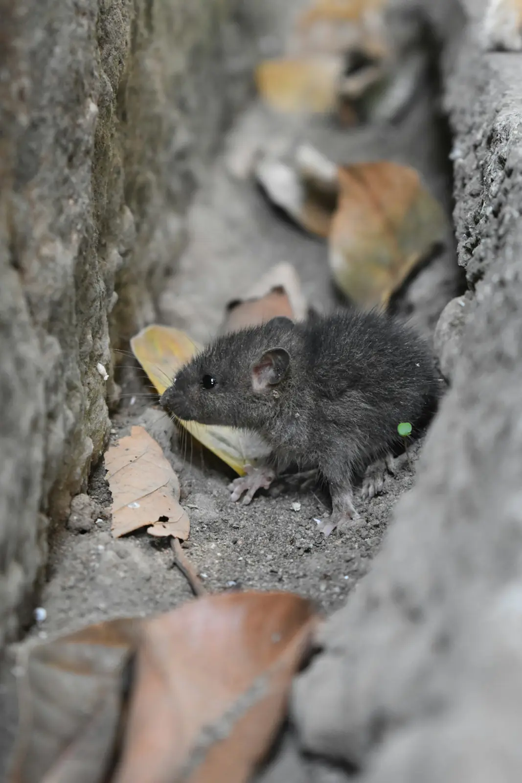 Souris sur un sol en béton